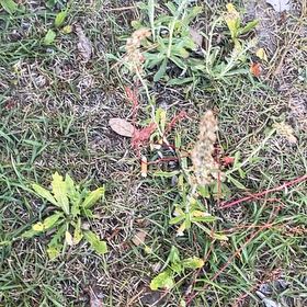 Photo of the plant species Palmer's Amaranth by @BriarFang named Diana on Greg, the plant care app