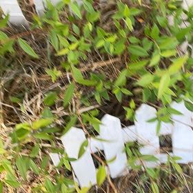 Photo of the plant species Carolina Jessamine by @BriarFang named Robert Plant on Greg, the plant care app