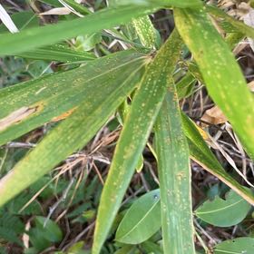 Photo of the plant species Switchcane by @BriarFang named Orlando Bloom on Greg, the plant care app
