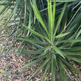 Photo of the plant species Aloe Yucca by @BriarFang named Curie on Greg, the plant care app