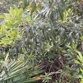 Photo of the plant species Japanese Cheesewood by @BriarFang named Gomez on Greg, the plant care app