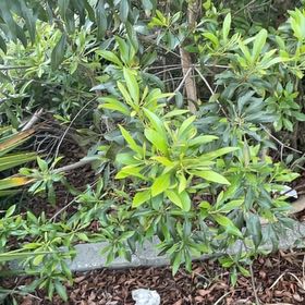 Photo of the plant species Spurgelaurel by @BriarFang named ChloroPhil on Greg, the plant care app