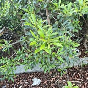 Photo of the plant species Spurgelaurel by @BriarFang named Plato on Greg, the plant care app