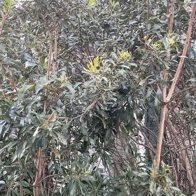 Photo of the plant species Morella Cerifera by @BriarFang named Emerson on Greg, the plant care app