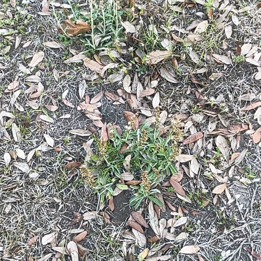 Photo of the plant species Largefruit Amaranth by @BriarFang named Terra on Greg, the plant care app