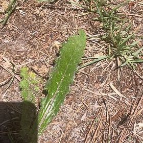 Photo of the plant species Culantro by @BriarFang named Bella on Greg, the plant care app