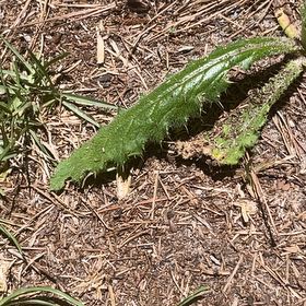 Photo of the plant species Spear Thistle by @BriarFang named Baesil on Greg, the plant care app