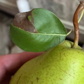 Photo of the plant species Common Pear by @BriarFang named Daphne on Greg, the plant care app