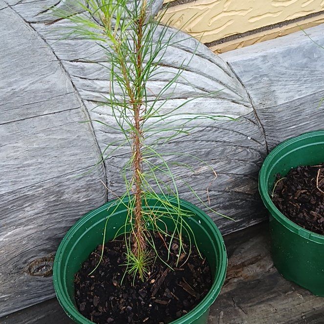 Photo of the plant species Pine trees by @EagerCoyotillo named Rosa on Greg, the plant care app