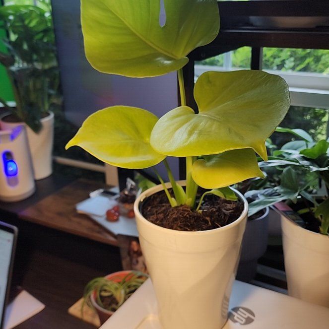 Photo of the plant species Lemon Lime Monstera by @GemColeus65 named Ronaldo on Greg, the plant care app