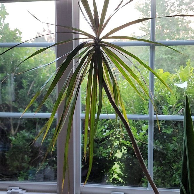 Photo of the plant species Madagascar Dragon Tree by @GemColeus65 named Forrest on Greg, the plant care app