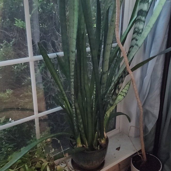 Photo of the plant species Jaboa Sansevieria by @GemColeus65 named Sonora on Greg, the plant care app