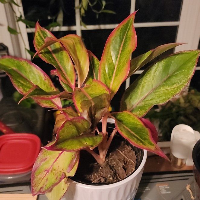 Photo of the plant species Aglaonema by @GemColeus65 named Spike Leaves on Greg, the plant care app