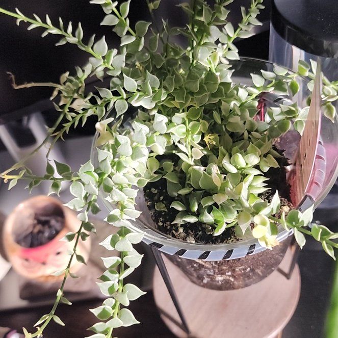 Photo of the plant species Million Hearts Dischidia by @GemColeus65 named Scarlett on Greg, the plant care app