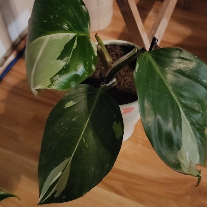 Photo of the plant species White Knight Philodendron by @GemColeus65 named Rainier on Greg, the plant care app