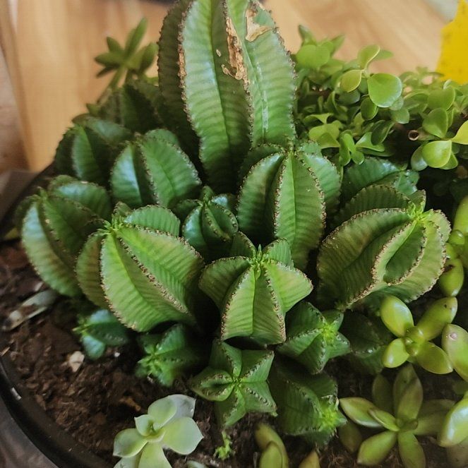 Photo of the plant species Tanzanian Zipper Plant by @GemColeus65 named Sproutacus on Greg, the plant care app