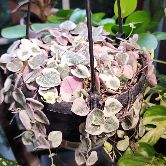 Photo of the plant species String of Hearts, varigated by @GemColeus65 named Demi on Greg, the plant care app