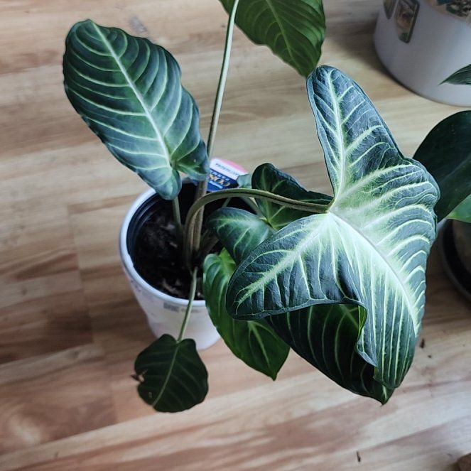 Photo of the plant species Xanthosoma by @GemColeus65 named Lavender on Greg, the plant care app