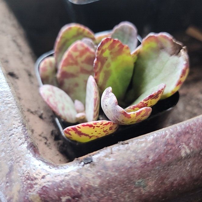 Photo of the plant species Kalanchoe 'Desert Surprise' by @GemColeus65 named Naomi on Greg, the plant care app