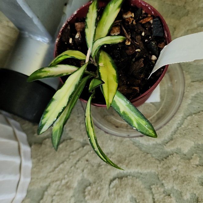 Photo of the plant species Hoya Wayetti by @GemColeus65 named Homer on Greg, the plant care app