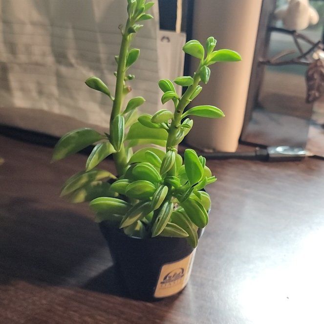 Photo of the plant species Prayer Pepper by @GemColeus65 named Prince on Greg, the plant care app