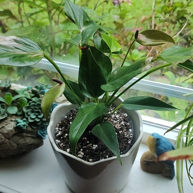 Photo of the plant species Flamingo Flower by @GemColeus65 named Kendall on Greg, the plant care app