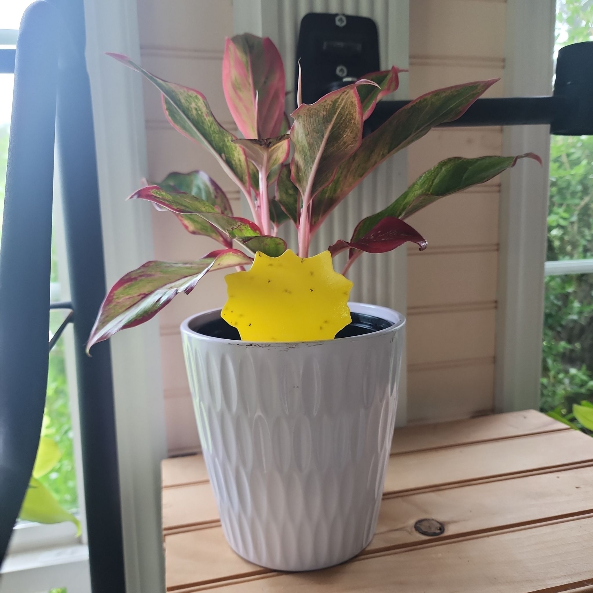 Photo of the plant species Aglaonema by @GemColeus65 named Spike Leaves on Greg, the plant care app