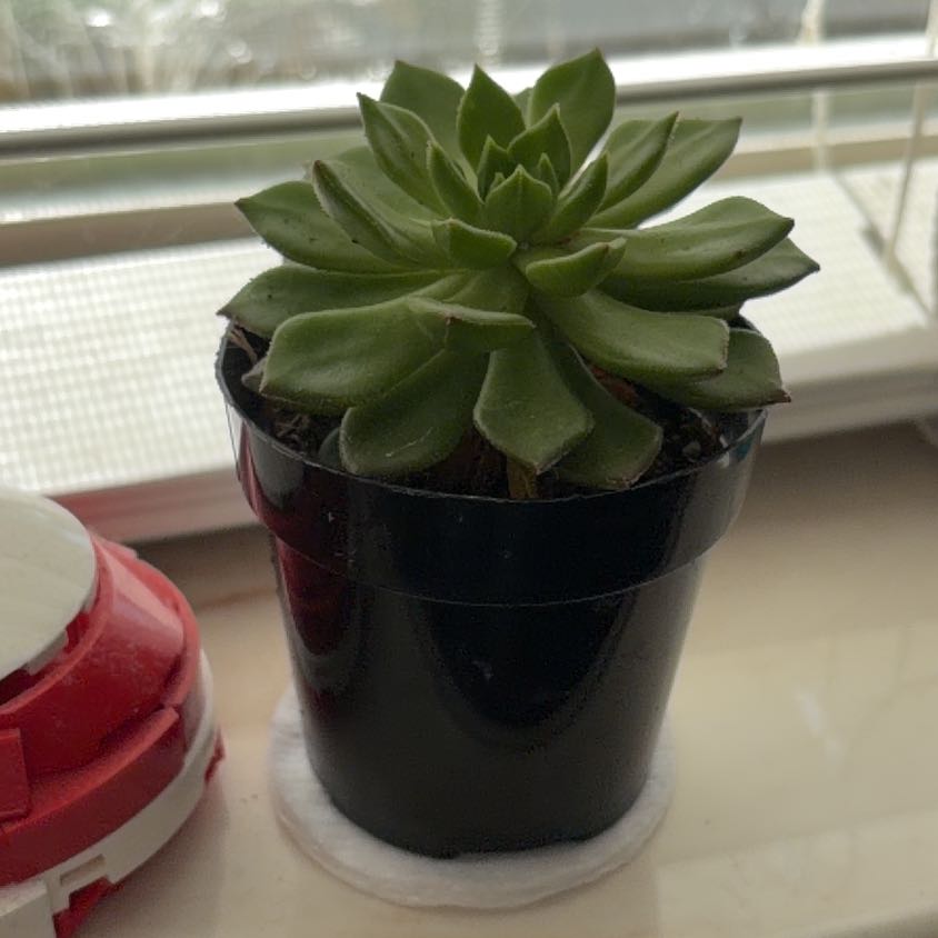 Photo of the plant species Sedeveria 'Letizia' by @vaaubrey named Emerson on Greg, the plant care app
