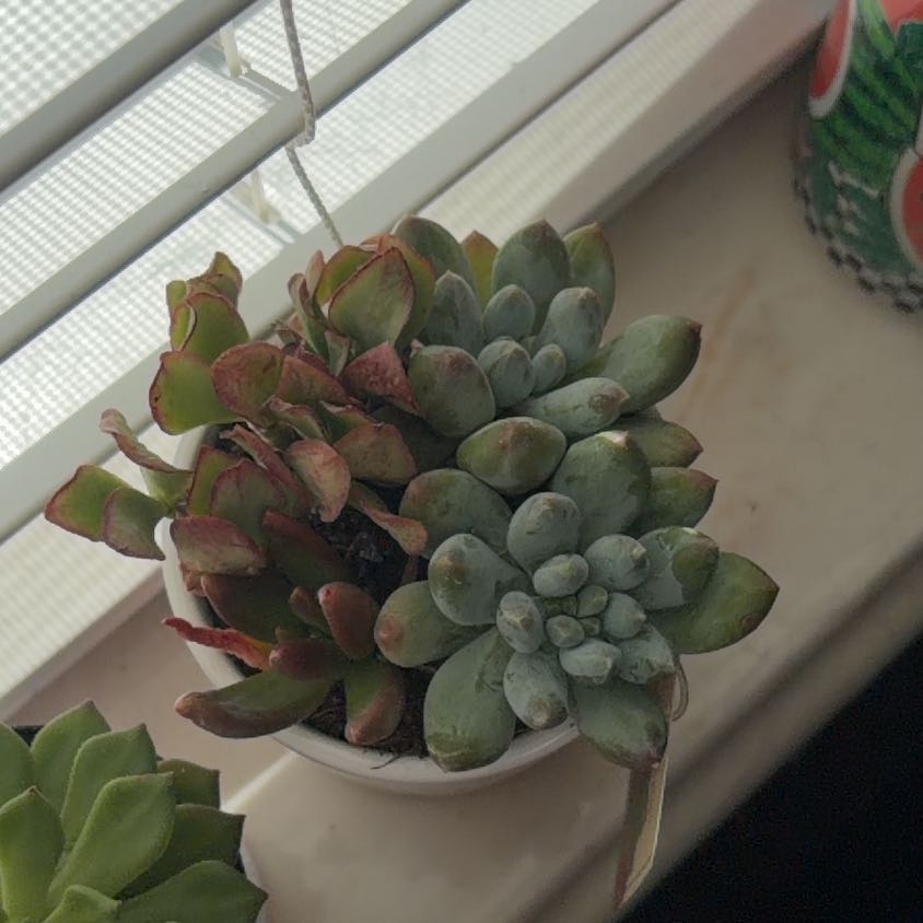 Photo of the plant species Succulent Garden by @vaaubrey named Treeyoncé on Greg, the plant care app