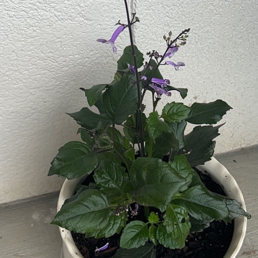 Photo of the plant species Plectranthus ecklonii by @TryChiltepin45 named Aria on Greg, the plant care app