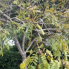 Photo of the plant species Black Walnut by @QuaintMingfern7 named Duke on Greg, the plant care app