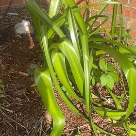Photo of the plant species Blue Lily by @LovablyAtom72 named Fernie Saunders on Greg, the plant care app