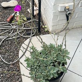 Photo of the plant species Rock Purslane by @NurseTipa7 named Elle on Greg, the plant care app