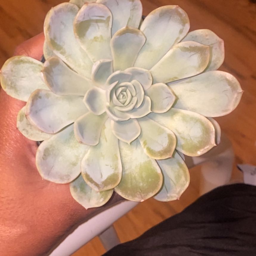 Photo of the plant species Echeveria by @FabulousBlusher named Walt on Greg, the plant care app