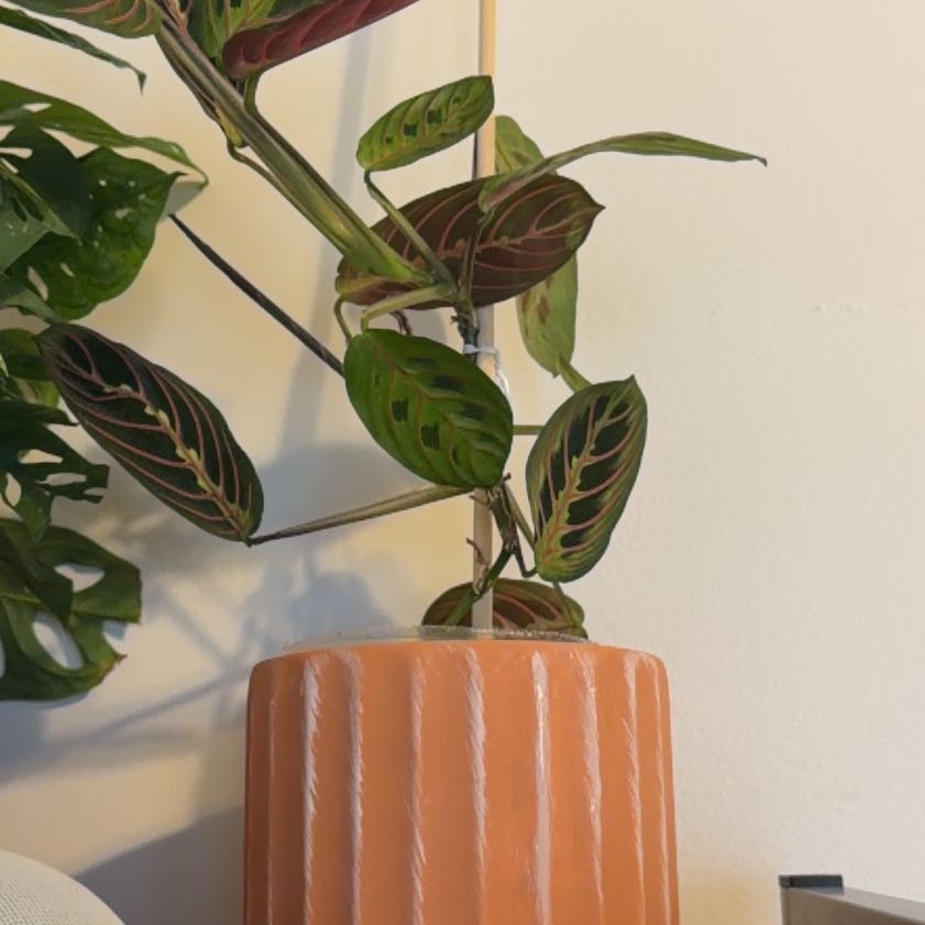 Photo of the plant species Prayer Plant by @ThrilledOlneya3 named Bruce Lee on Greg, the plant care app