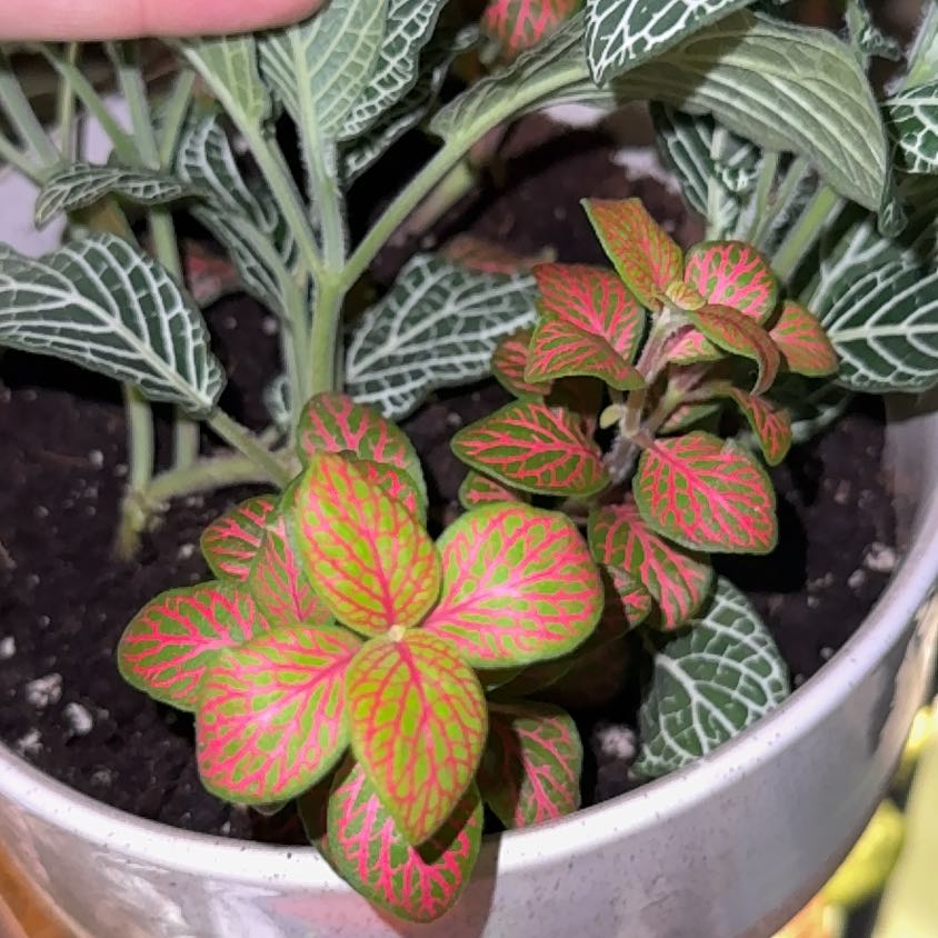 Photo of the plant species Mini Red Vein Plant by @Ryleerenae named Stella on Greg, the plant care app