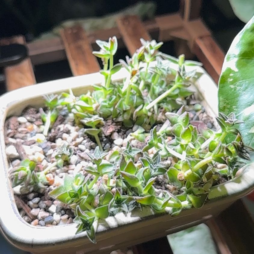 Photo of the plant species Variegated String of Buttons by @Ryleerenae named Xena on Greg, the plant care app