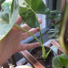 Photo of the plant species Alocasia Camo by @Ryleerenae named Fernie Mac on Greg, the plant care app