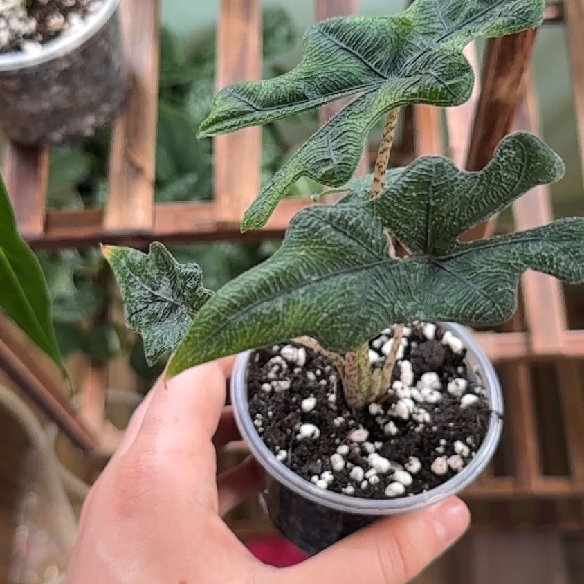 Photo of the plant species alocasia jacklyn by @Ryleerenae named Fernie Saunders on Greg, the plant care app