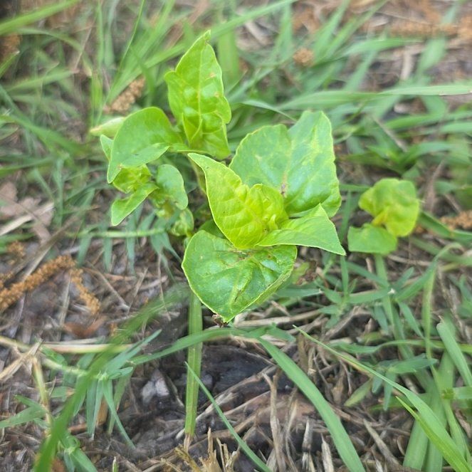Photo of the plant species Wild Four O'Clock by @CivilDaisy46 named Peter Parker on Greg, the plant care app