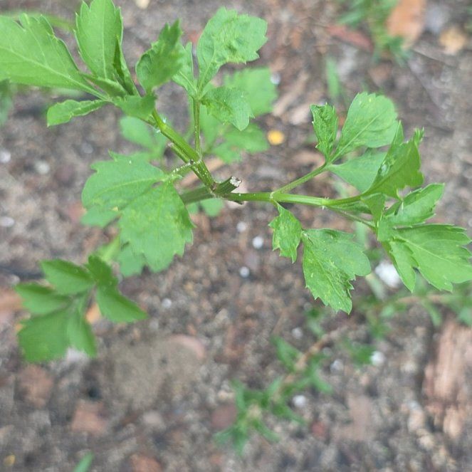 Photo of the plant species Leaf Celery by @CivilDaisy46 named Maya on Greg, the plant care app
