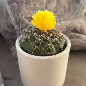 Photo of the plant species Ferocactus histrix by @CozyLagunaria34 named Sigmund on Greg, the plant care app