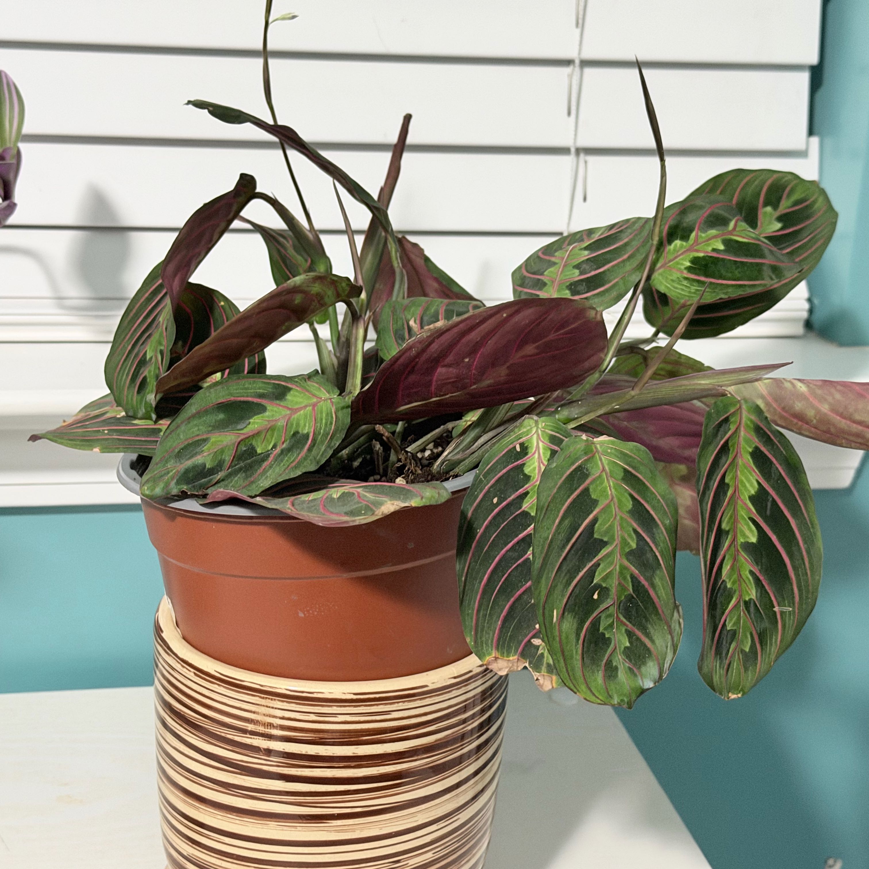 Photo of the plant species Red prayer plant by @HelperNiaouli45 named Susan on Greg, the plant care app