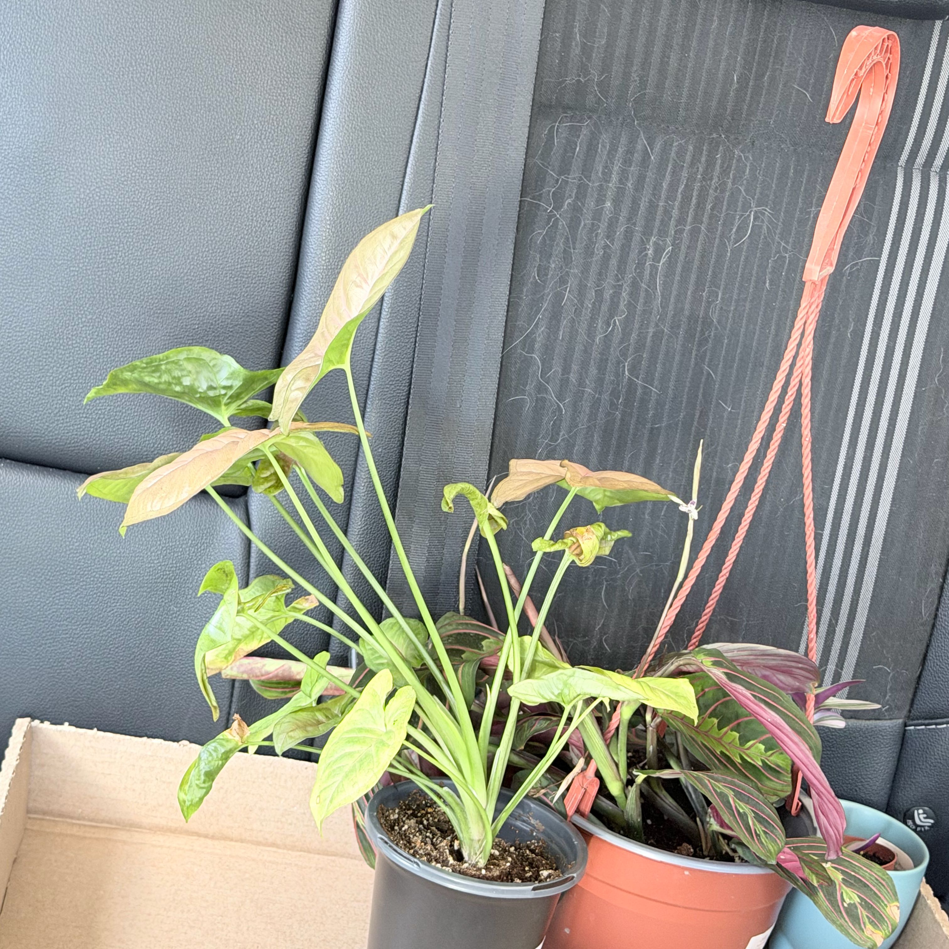 Photo of the plant species Regina Red Arrowhead Vine by @HelperNiaouli45 named Keanu Leaves on Greg, the plant care app
