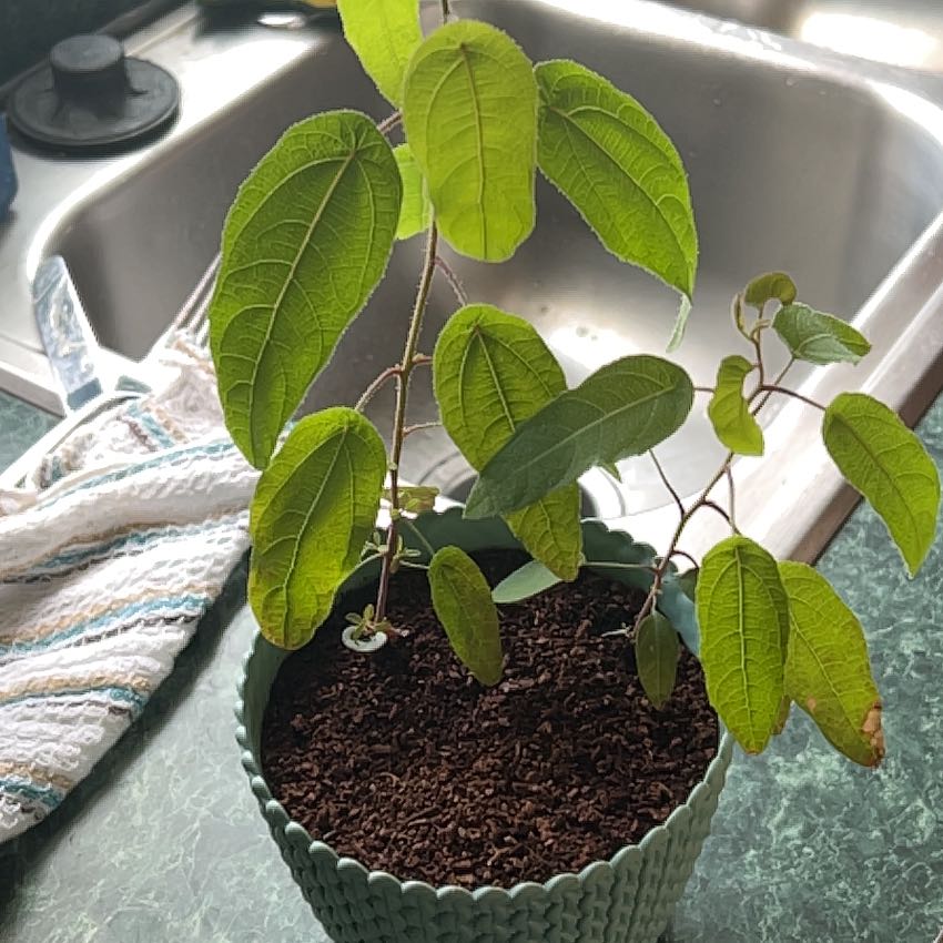 Photo of the plant species Tasmanian Blue Gum by @HelpfulBeech25 named ChloroPhil on Greg, the plant care app