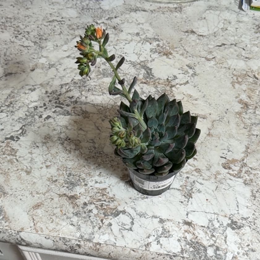 Photo of the plant species Sedeveria 'Dark Elf' by @FoxyToropapa78 named Mochi on Greg, the plant care app