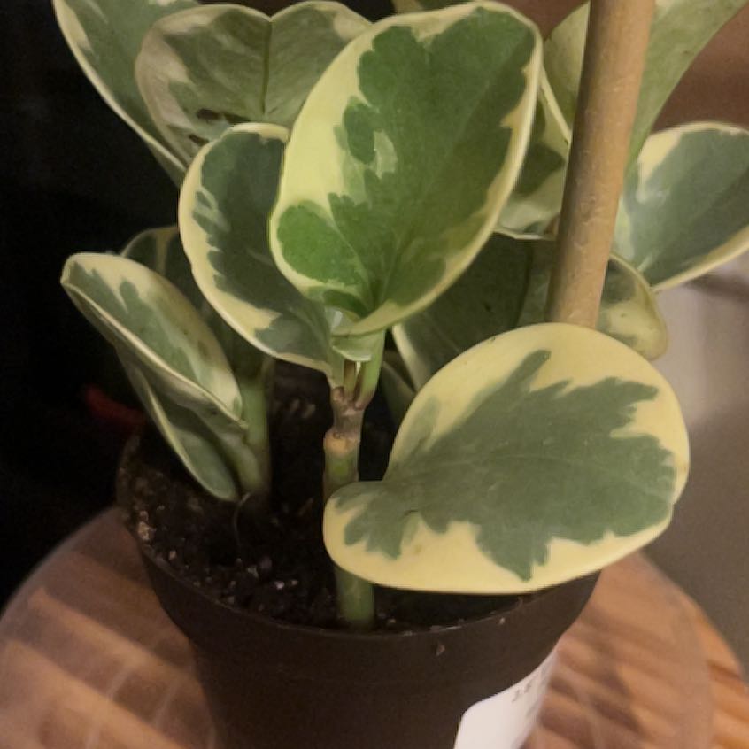Photo of the plant species Golden Gate Peperomia by @ChirpyNeslia52 named Apollo on Greg, the plant care app