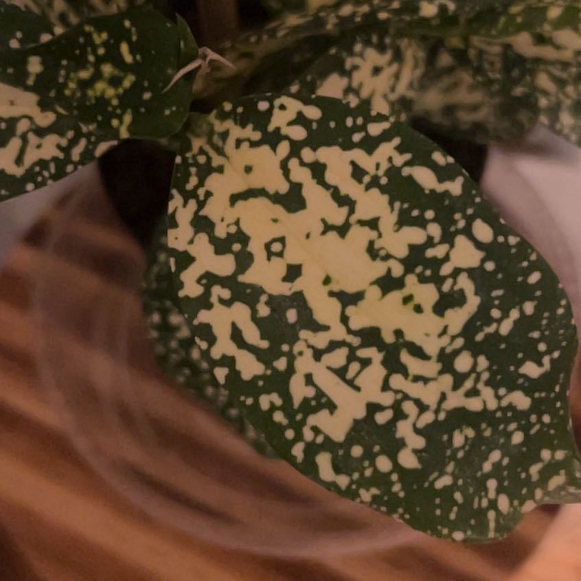 Photo of the plant species Dracaena 'Florida Beauty' by @ChirpyNeslia52 named Shakira on Greg, the plant care app