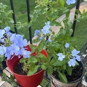 Photo of the plant species Blue Plumbago by @WiredOrchids17 named Sproutacus on Greg, the plant care app