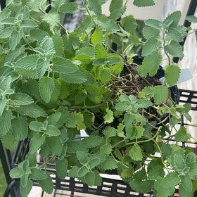 Photo of the plant species Catmint by @WiredOrchids17 named Dolores on Greg, the plant care app